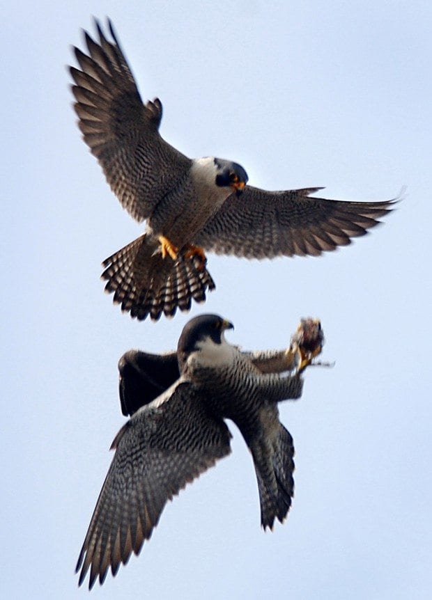 Peregrine Falcons by Beth Balbierz Photo