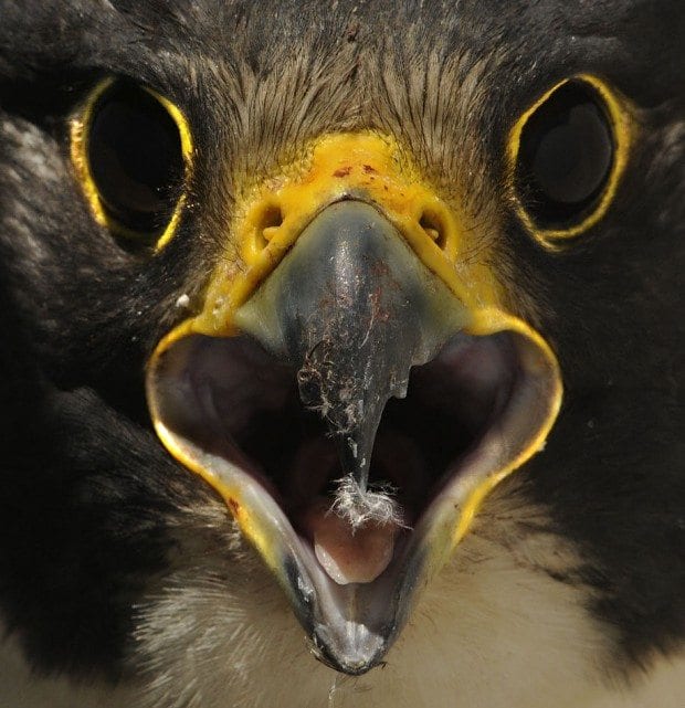 Peregrine Falcon Close-Up ©2011 Beth Balbierz Photos